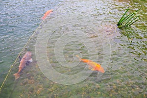 Fish in the city park pond. Background with selective focus and copy space