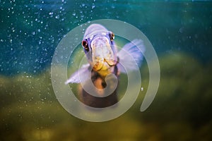 Fish in the aquarium