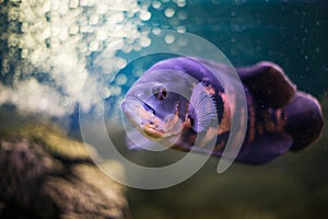 Fish of the class of percid