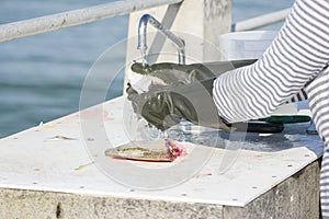 Fish Cleaning And Preparation