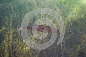 Fish in the clear water of Plitvice Lakes, Croatia