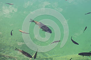 Fish in the clear water of Plitvice Lakes, Croatia