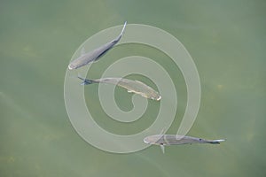 Fish in the clear water, top view