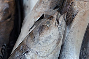 Fish - Close up.