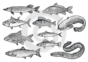 Fish collection illustration, drawing, engraving, Lina art, realistic photo