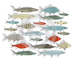 Fish collection, sketch for your design