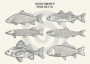 Fish Collection Vector Hand Drawn