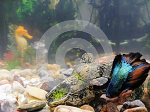 Fish colour betta fish tank photo