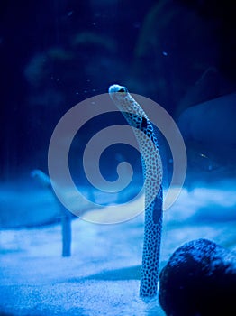 Fish coming out of the sand camouflaging themselves in algae.