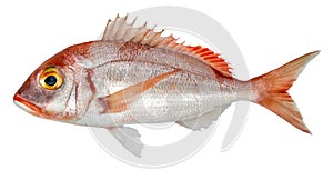 Fish common pandora, pink sea bream isolated on white background Pagellus erythrinus photo