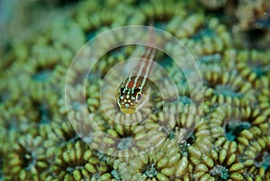 Fish on coral