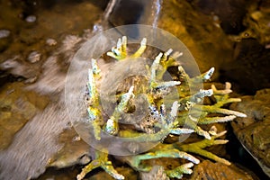 fish with coral and aquatic animals