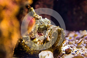 Fish with coral and aquatic animals