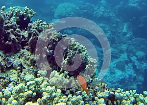 Fish on a coral head on the Great Barrier Reef