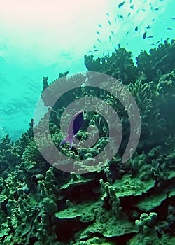 Fish on a coral head on the Great Barrier Reef