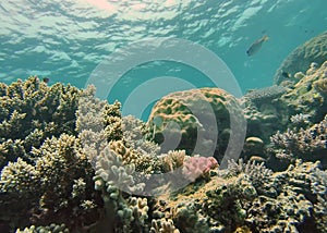Fish on a coral head on the Great Barrier Reef