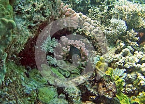 Fish on a coral head on the Great Barrier Reef