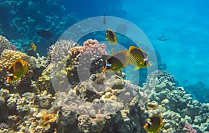 Fish and Coral: Red Sea Raccoon Butterflyfishes on a coral reef. Coral Reef Scene with Red Sea Raccoon Butterflyfishes photo