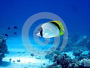 Fish and coral reef