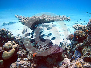 Fish and coral reef