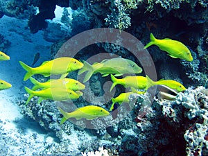 Fish and coral reef