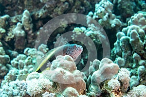 Fish on coral reef in Red Sea with diver and bubbles