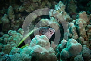 Fish on coral reef in Red Sea with diver and bubbles