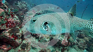 Fish, coral reef and wildlife in nature, ocean and swimming in habitat, aquatic and tropical. Starry puffer, underwater