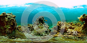 Tropical fish and coral reefs. photo