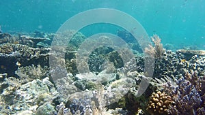 Fish, coral and swimming in water, ocean and wildlife or habitat, aquatic and tropical or reef. Marine life, underwater