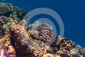 Fish and coral, underwater life in Maldives, snorkeling and diving