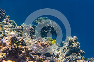 Fish and coral, underwater life in Maldives, snorkeling and diving