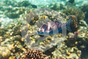 Fish and coral, underwater life in Maldives, snorkeling and diving