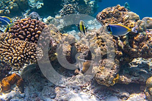 Fish and coral, underwater life in Maldives, snorkeling and diving