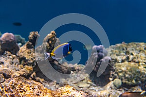 Fish and coral, underwater life in Maldives, snorkeling and diving