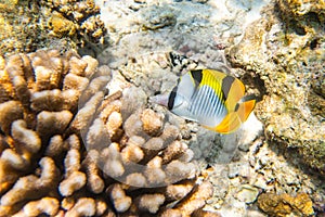 Fish and coral, underwater life in Maldives, snorkeling and diving