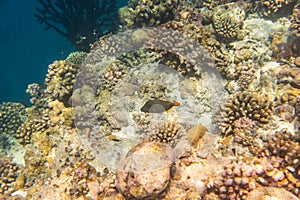 Fish and coral, underwater life in Maldives, snorkeling and diving