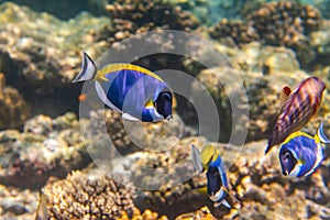 Fish and coral, underwater life in Maldives, snorkeling and diving