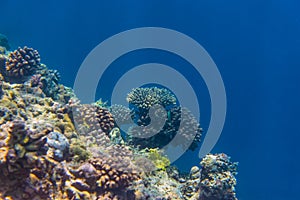 Fish and coral, underwater life in Maldives, snorkeling and diving