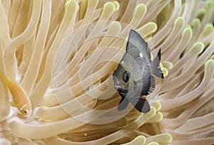 Fish in the corals in the Maldives, one who has made up his mind and camouflaged himself