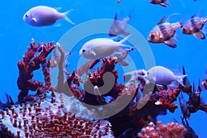Fish in the corals photo