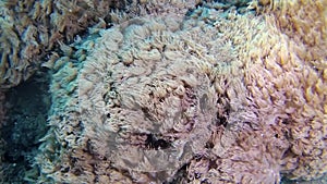 Fish and corals of the Red Sea. Coral reef in the Red Sea, Abu Dub. Beautiful underwater landscape with tropical fish and corals.