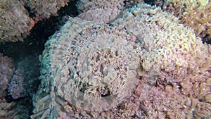 Fish and corals of the Red Sea. Coral reef in the Red Sea, Abu Dub. Beautiful underwater landscape with tropical fish and corals.