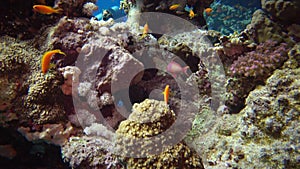 Fish and corals of the Red Sea. ?oral reef in the Red Sea, Abu Dub. Beautiful underwater landscape with tropical fish and corals.