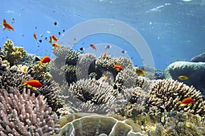 Fish and Corel Reef with Fire and Hard Coral