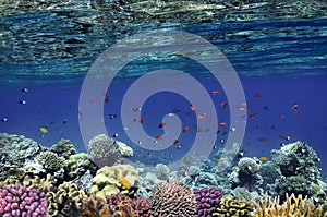 Fish and Corel Reef with Fire and Hard Coral