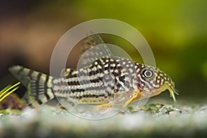 Fish Corydoras sterbai