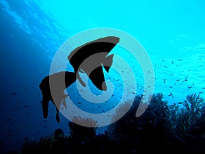 Fish couple silhouette - Longfin Batfish