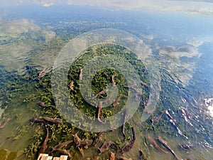 fish cous swims on the surface of the lake