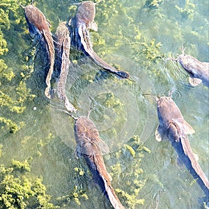 fish cous swims on the surface of the lake